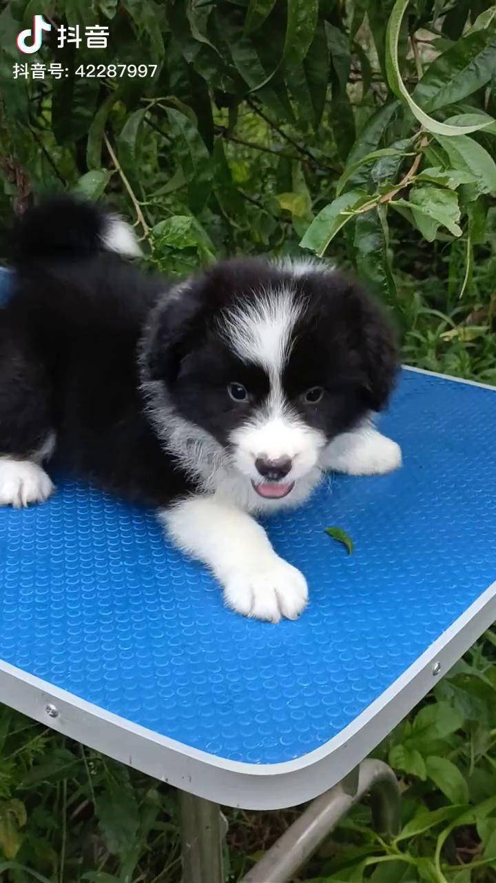 关于葡萄牙巨星赛后晒萌宠犬照片获粉丝点赞的信息